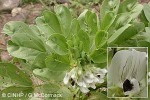 Broad Bean (Vicia faba)