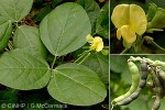 Beach Pea (Vigna marina)