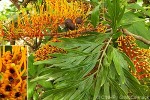 Enlarged Image of 'Grevillea robusta'