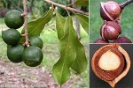 Enlarged Image of 'Macadamia integrifolia'