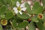 Enlarged Image of 'Pemphis acidula'