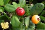 Enlarged Image of 'Eugenia reinwardtiana'