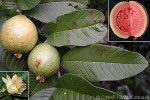Enlarged Image of 'Psidium guajava'