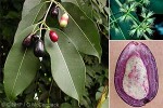 Jambolan (Syzygium cumini)