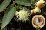 Rose Apple (Syzygium jambos)