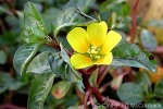 Enlarged Image of 'Ludwigia peploides'
