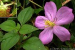 Enlarged Image of 'Dissotis rotundifolia'