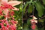Rose Grape (Medinilla magnifica)