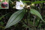 Pacific Melastoma (Melastoma denticulatum)