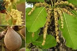 Enlarged Image of 'Terminalia bellirica'