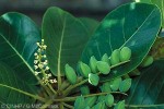 Enlarged Image of 'Terminalia samoensis'