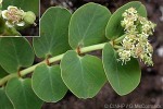 Enlarged Image of 'Chamaesyce fosbergii'