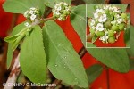Graceful Spurge (Chamaesyce hypericifolia)