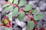 Creeping Spurge (Chamaesyce prostrata)