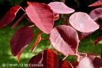 Enlarged Image of 'Euphorbia cotinifolia'