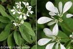 Enlarged Image of 'Euphorbia leucocephala'