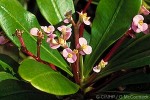 Enlarged Image of 'Euphorbia lophogona'