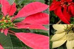 Enlarged Image of 'Euphorbia pulcherrima'
