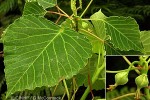 Enlarged Image of 'Homalanthus moerenhoutianus'
