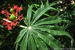 Enlarged Image of 'Jatropha multifida'
