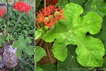 Gout Stalk (Jatropha podagrica)