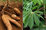 Enlarged Image of 'Manihot esculenta'