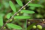 Early Phyllanthus (Phyllanthus virgatus)