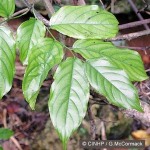 Ventilago Vine (Ventilago vitiensis)