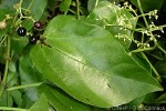 Cissus verticilliata QQBS