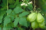 Enlarged Image of 'Cardiospermum grandiflorum'