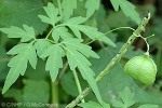 Enlarged Image of 'Cardiospermum halicacabum'