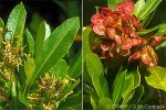 Dodonaea (Dodonaea viscosa)