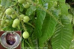 Enlarged Image of 'Pometia pinnata'