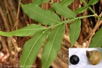 Enlarged Image of 'Sapindus saponaria'