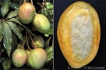 Mango (Mangifera indica)