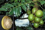 Enlarged Image of 'Spondias dulcis'