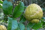 Enlarged Image of 'Citrus jambhiri'