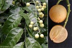 Enlarged Image of 'Clausena lansium'