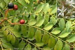 Enlarged Image of 'Murraya koenigii'