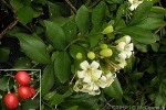 Enlarged Image of 'Murraya paniculata'