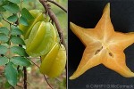 Enlarged Image of 'Averrhoa carambola'