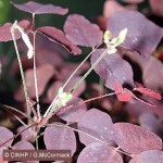 Enlarged Image of 'Oxalis hedysaroides 'Rubra''