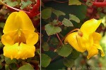 Enlarged Image of 'Impatiens repens'