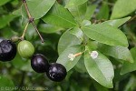 Alyxia (Alyxia stellata)