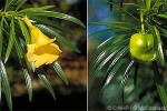 Enlarged Image of 'Cascabela thevetia'