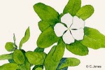 Rosy Periwinkle (Catharanthus roseus)