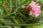 Oleander (Nerium oleander)