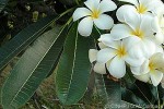 Glossy Frangipani (Plumeria obtusa)