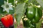 Enlarged Image of 'Capsicum annuum sweet varieties'