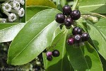 What Am I? Click to display answer!